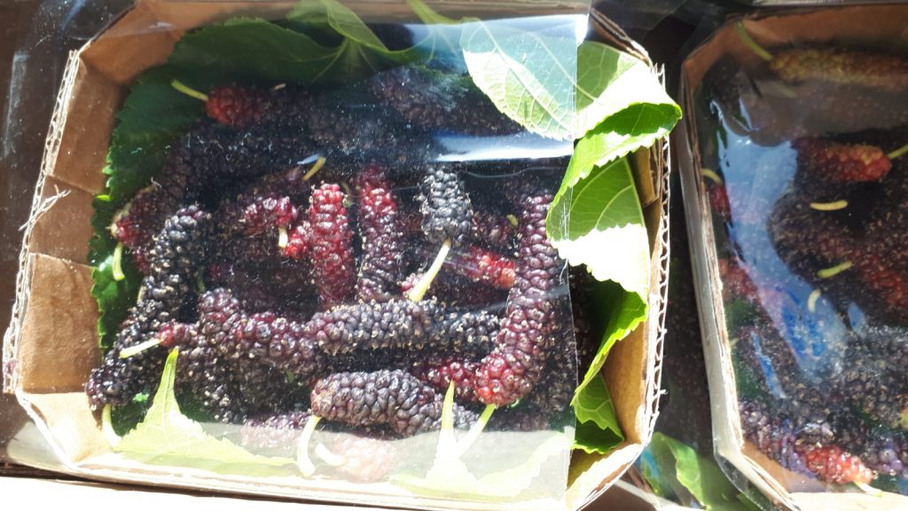 Pakistan Mulberry pack