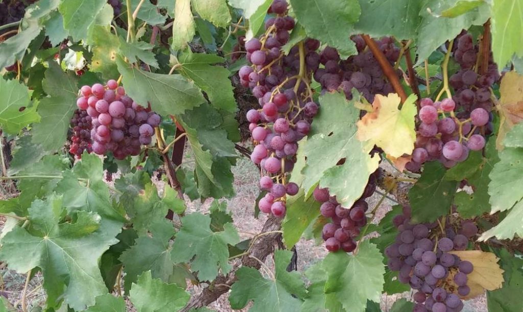 cropped-grapes-2017.jpg