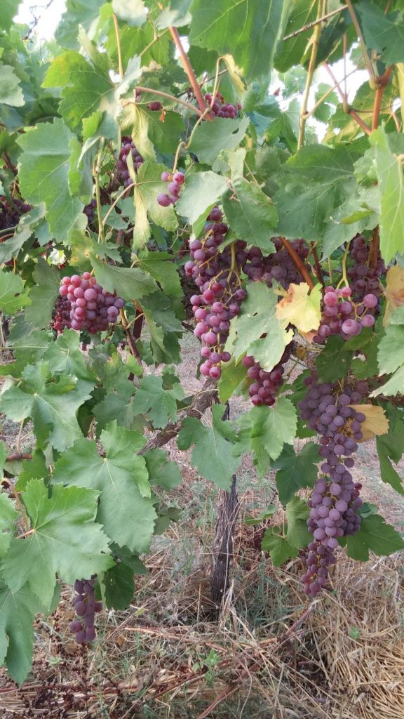 2014- upick grapes