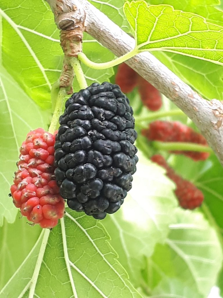 Landow mulberry