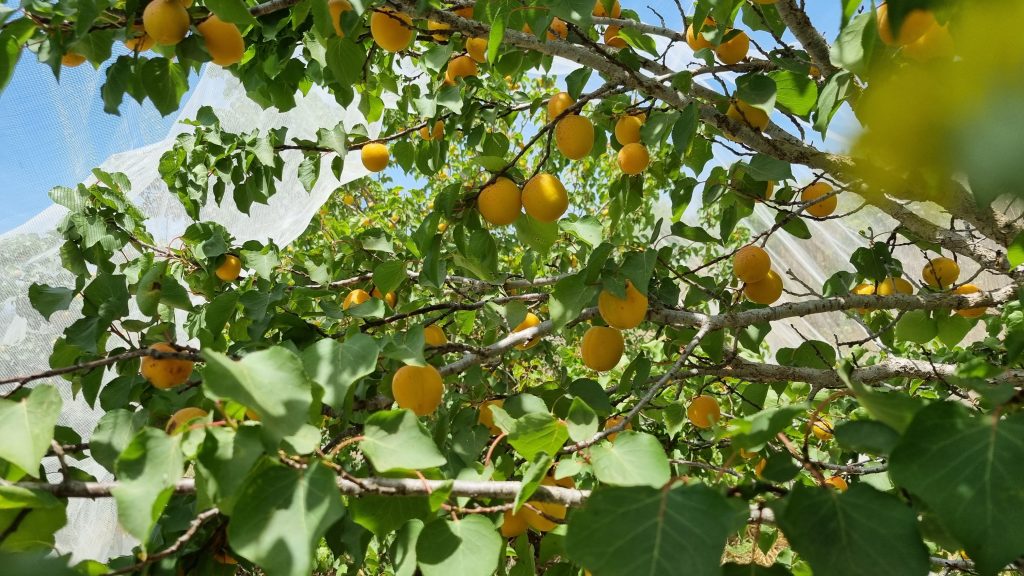 apricot-trees