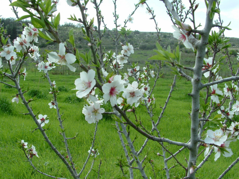 Almond tree blossems march-2011-השקדיה פורחת