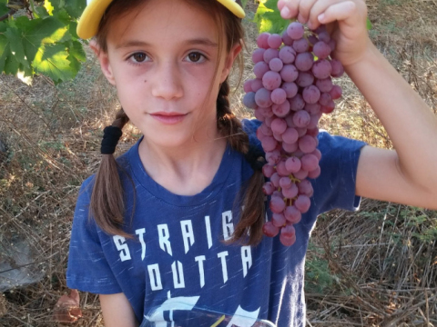 2017- קטיף ענבים