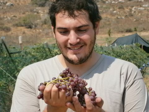 קטיף2018  ענבים